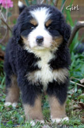 teddy bear kisses bernese